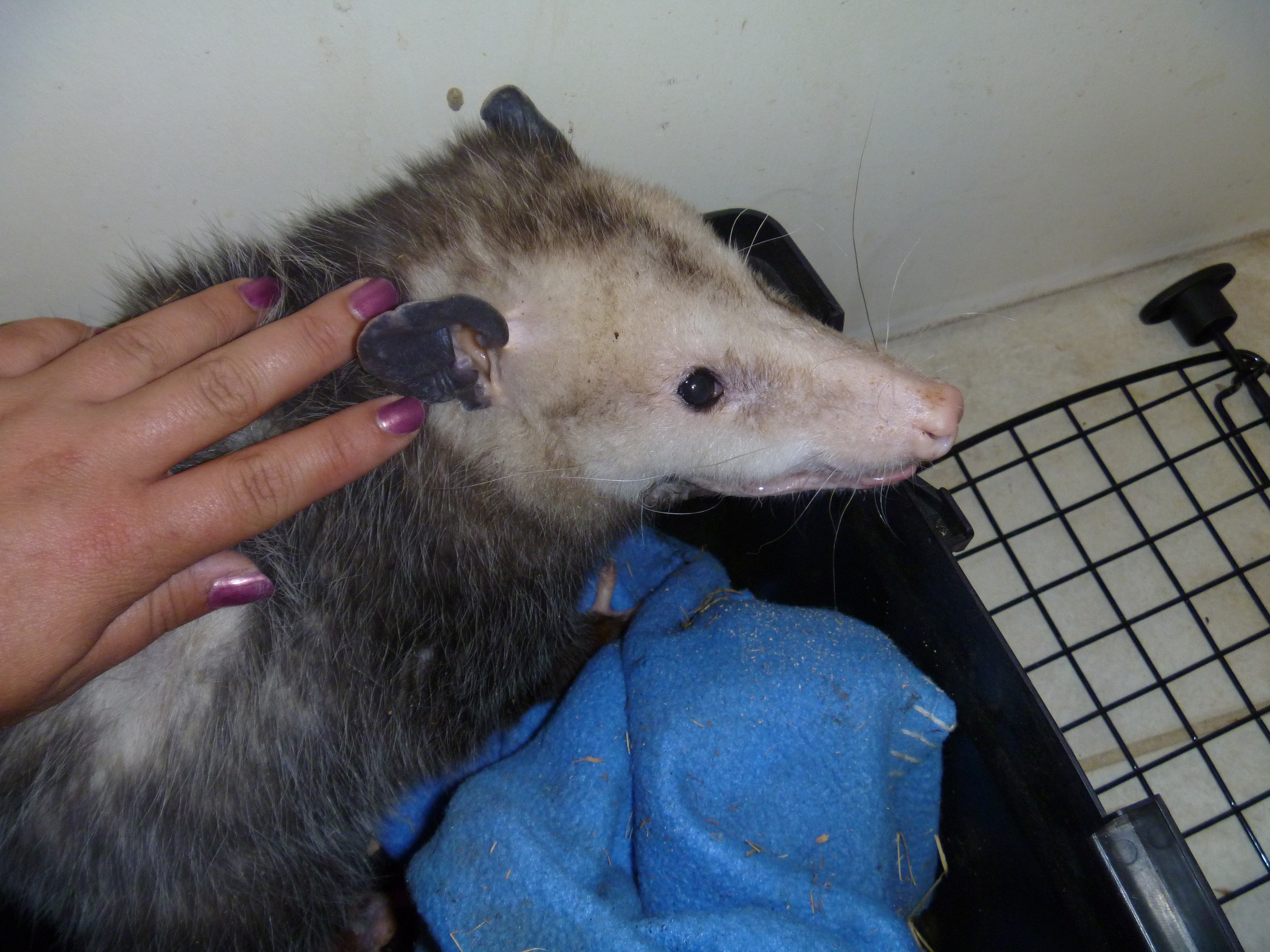 Opossum The Wildlife Center At Crosstimbers Ranch Official Blog